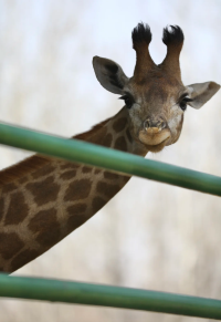 秦皇島野生動物園超全攻略~