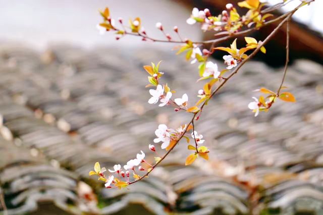 西溪濕地公園踏春記，春意盎然覓芳蹤！