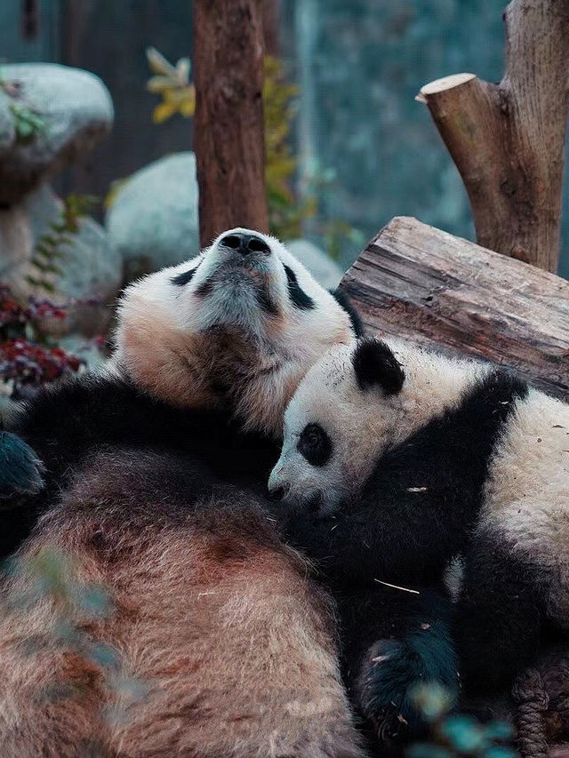 成都旅遊攻略丨總有一站要為大熊貓停留！