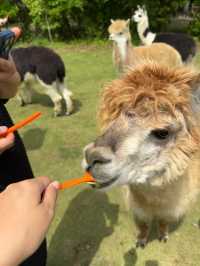 野生動物園