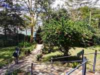 養頭獅子當寵物，肯尼亞愛爾莎莊園