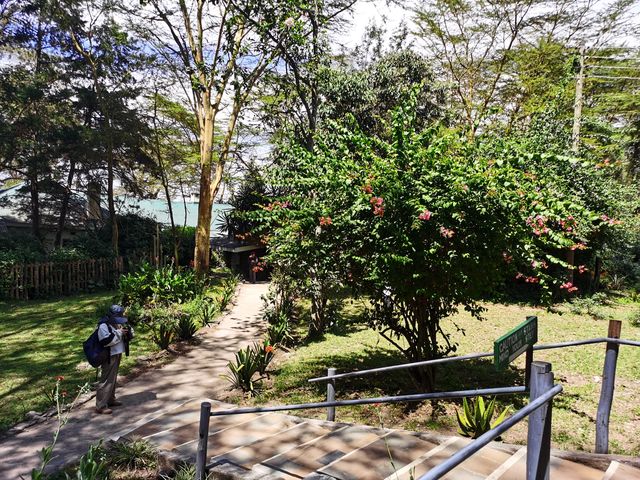 養頭獅子當寵物，肯尼亞愛爾莎莊園
