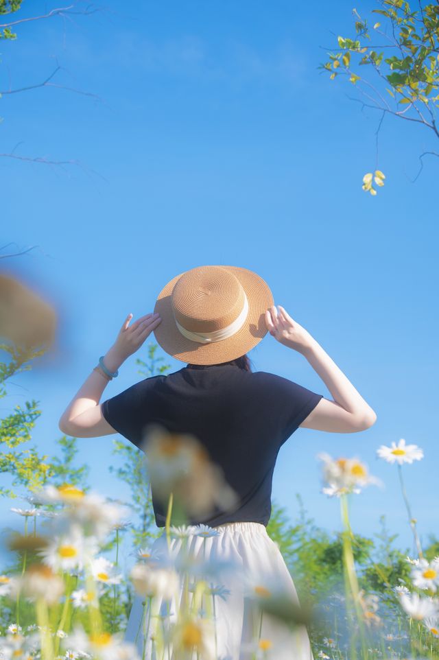 在上海〡和大濱菊的浪漫邂逅