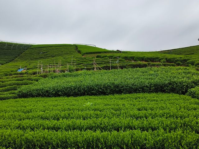 杭州龍坞茶村，一個悠然自得的地方