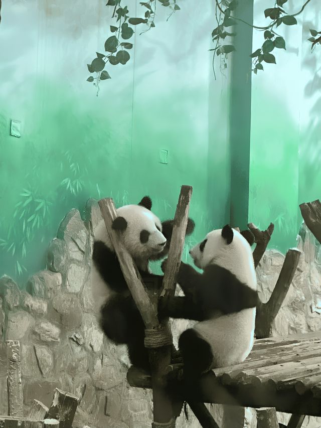 成都｜大學生旅遊攻略
