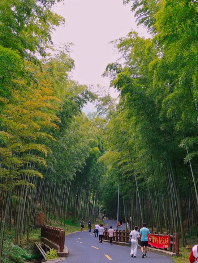宜興竹海，一場說走就走的“竹”趣之旅