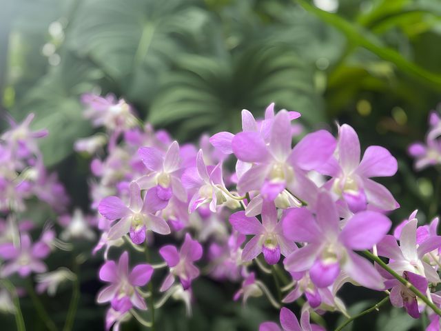 新加坡遊玩攻略——DAY 4 植物園、國立大學