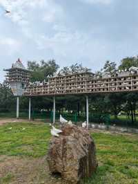 滄州3天2夜（16） 大雨後的獅城公園