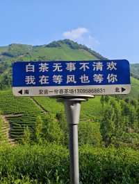安吉白茶谷