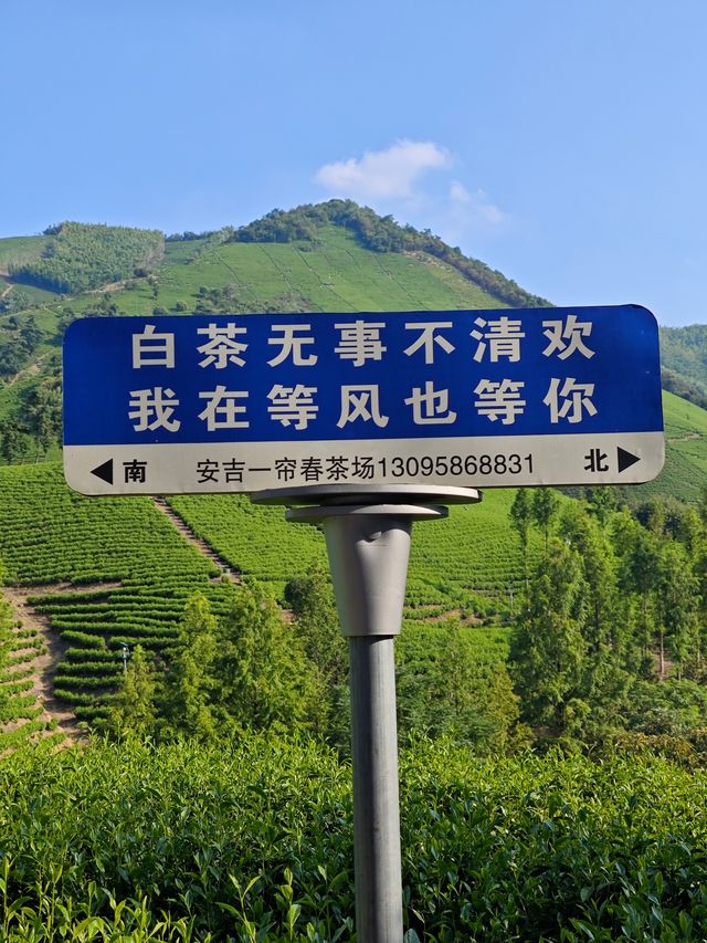 安吉白茶谷