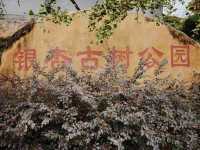廣東唯一的秋天在這裡——南雄坪田銀杏古村。
