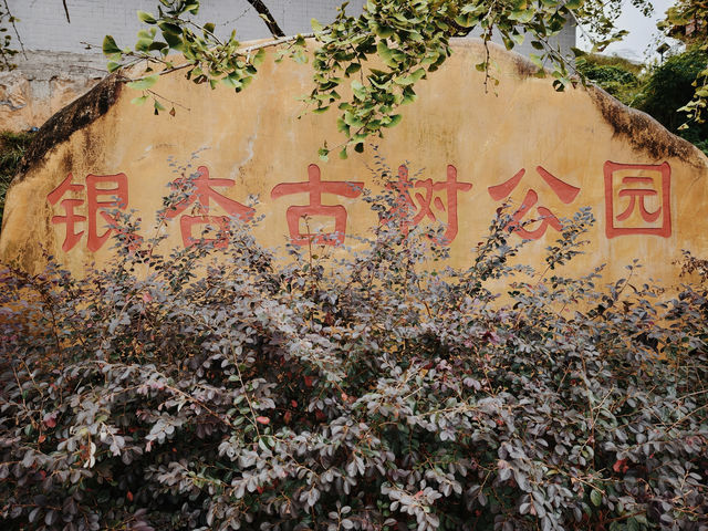 廣東唯一的秋天在這裡——南雄坪田銀杏古村。