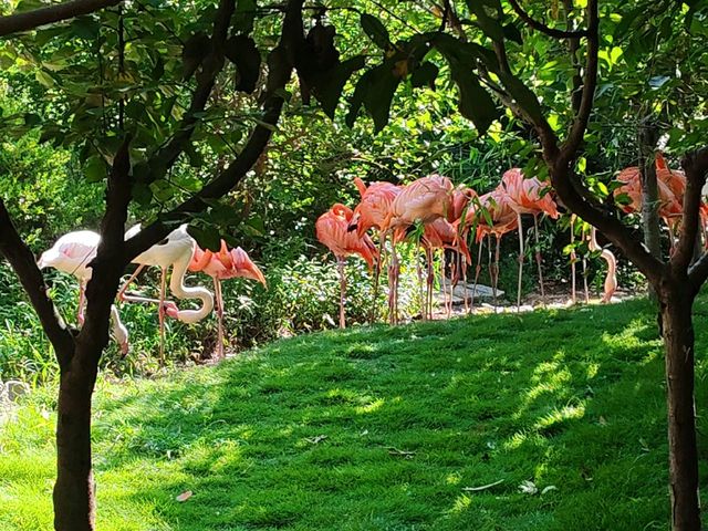青島森林野生動物園超全攻略。