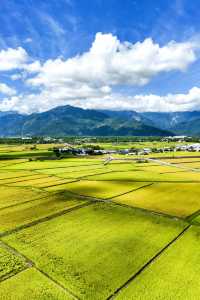在池上隨著稻香繼續奔跑，這是真實的畫面。