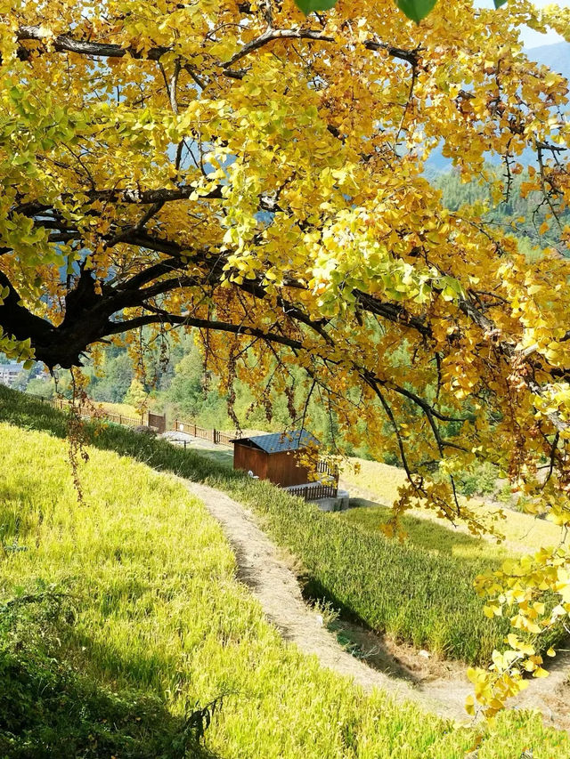 賞秋時節，秋日氛圍感｜指南村經典。