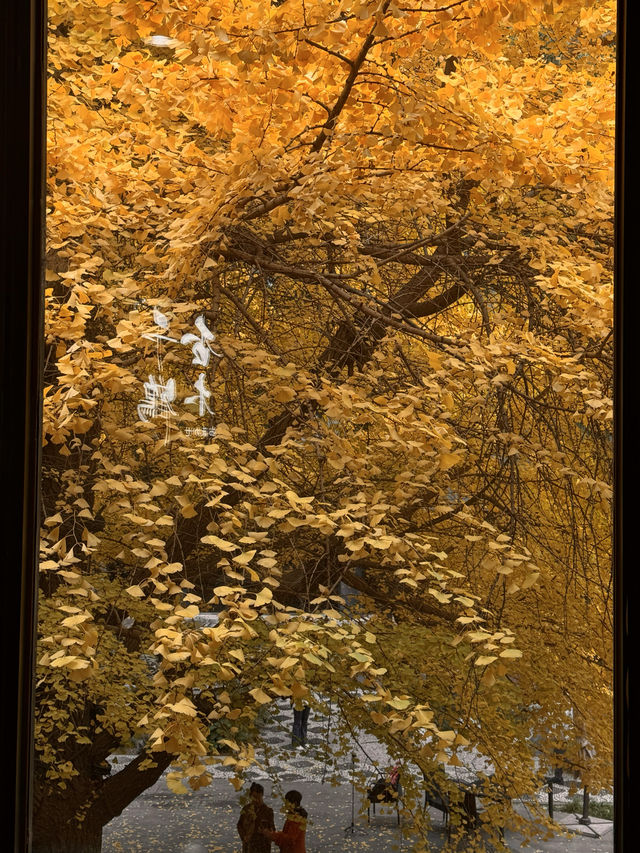 京都瑠璃光院替代景點｜免費欣賞北京最頂級銀杏。