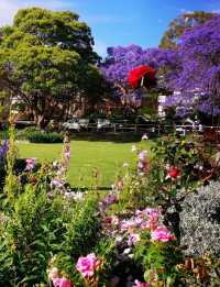 Experience the Purple Romance of Jacaranda Season in Sydney