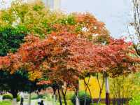 西安‖紡織城這個拐角公園秋色如畫。