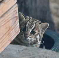 Nagoya Zoo Exhibits Five Tsushima Leopard Cat Cubs