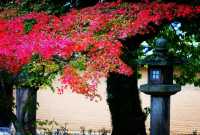 奈良法隆寺。
