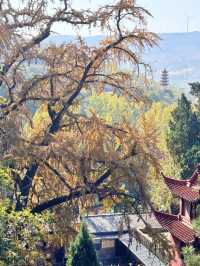 臨沂費縣叢柏庵，山寺清幽，來者皆誠！
