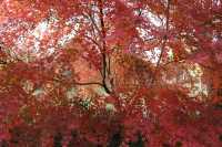 又是一年楓葉紅~~花開海上生態園
