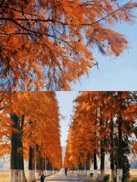 保護海岸，紅樹林是認真的