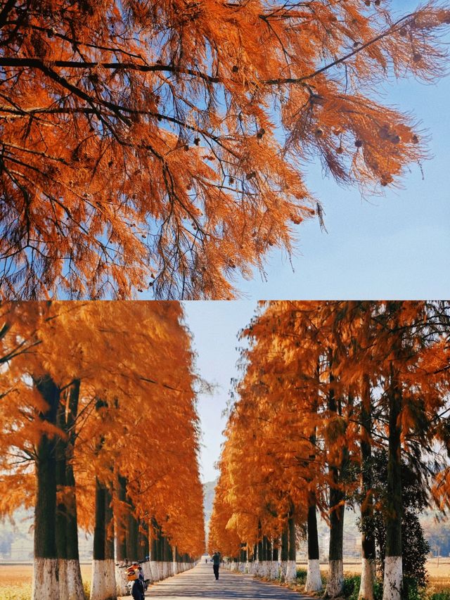 保護海岸，紅樹林是認真的