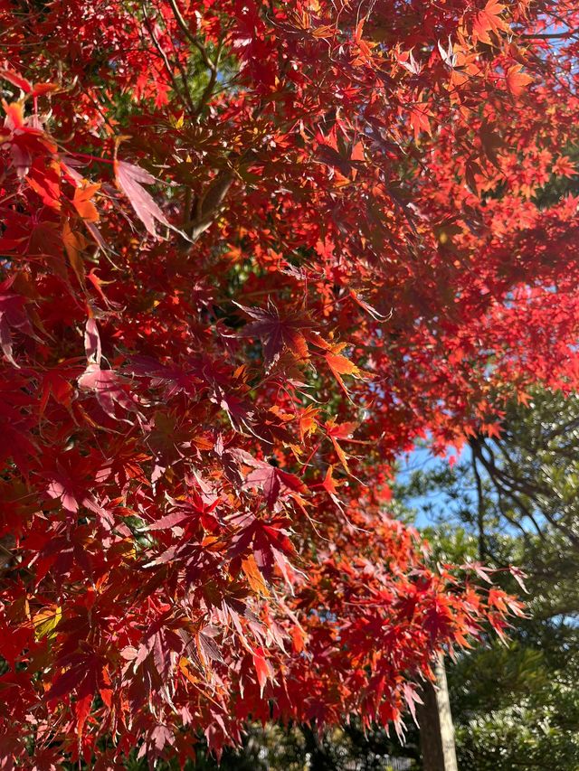 日本6日遊：暢享溫泉之旅要去體驗