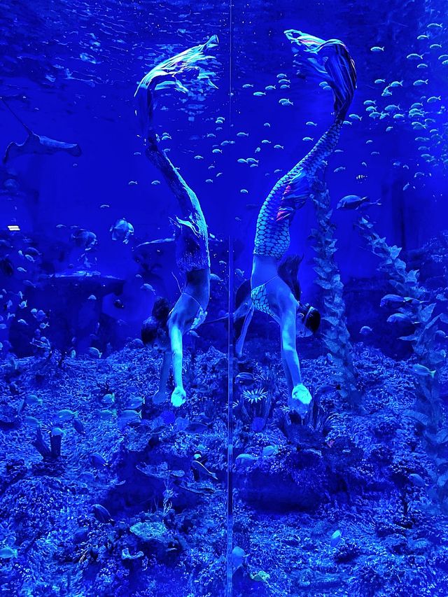 夜遊體驗大揭秘丨廣州海洋館的深海龍宮夜
