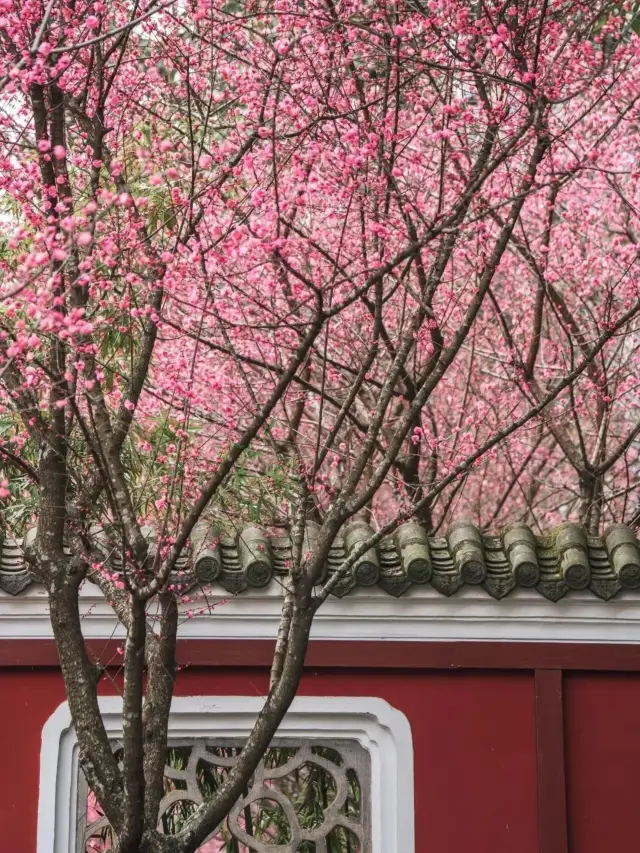 Wangjiang Plum Blossom Viewing