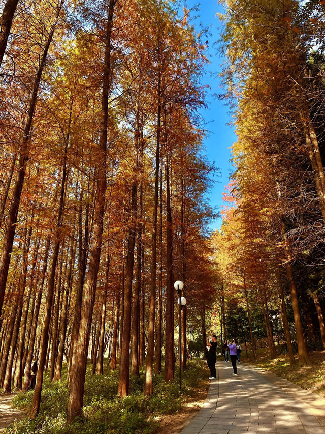 🍂 深圳的秋冬美景 - 蓮花山落羽杉 🍂