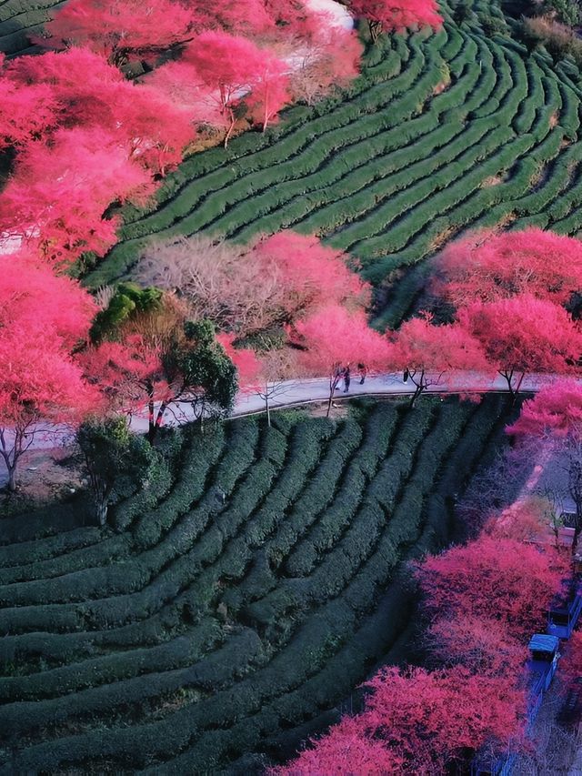 直擊《國家地理》封面級櫻花仙境!