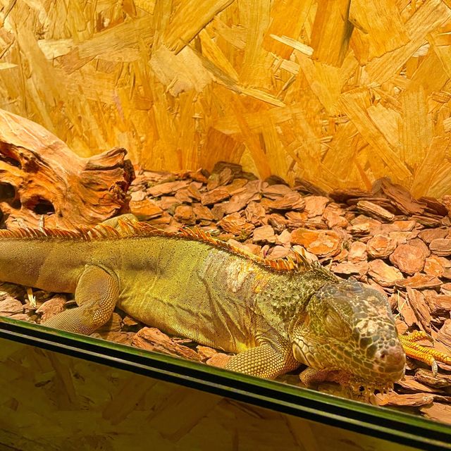 吉林遼源市田雨小鎮:田園詩畫中的夢幻樂園 吉林遼源市田雨小鎮:田園詩畫中的夢幻樂園