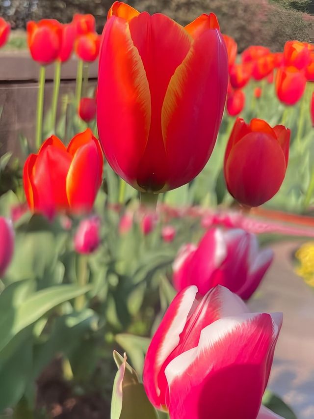 撫州·三翁花園 免費打卡的小眾寶藏公園