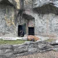 廣州動物園🐼帶娃必去❗️全攻略