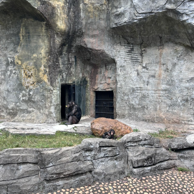 廣州動物園🐼帶娃必去❗️全攻略