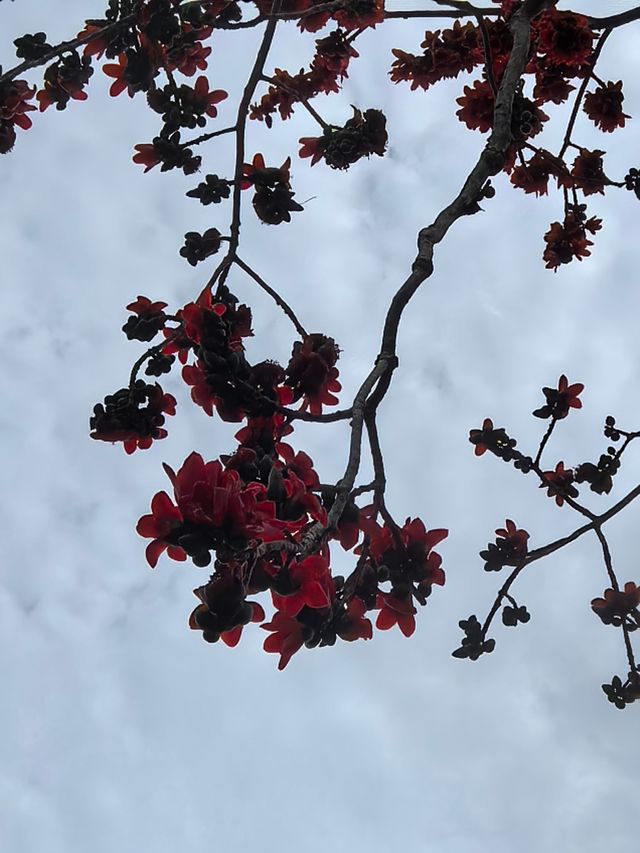 昌江木棉花，紅透半邊天，再不來就謝了！