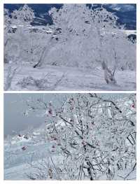 日本北海道二世古，粉雪天堂與霧凇仙境的夢幻奇遇。