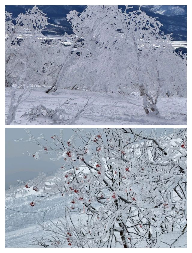 日本北海道二世古，粉雪天堂與霧凇仙境的夢幻奇遇。