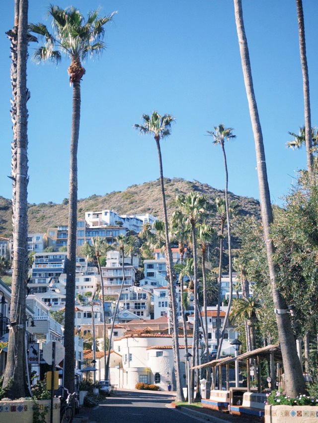 在南加州 Catalina Island 的一天