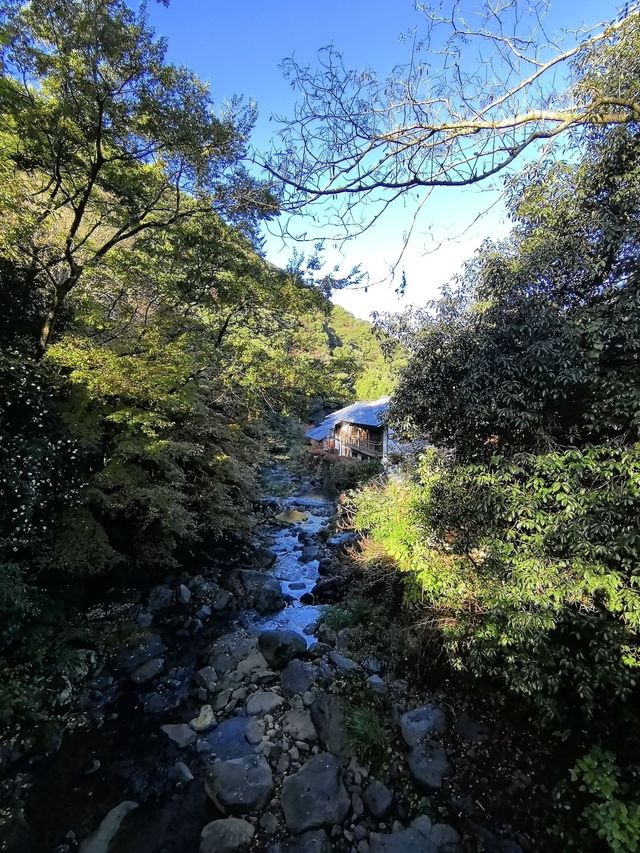 探索日本森林之旅 人均4k暢遊自然
