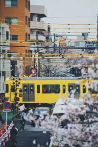 日本賞櫻期更新🌸別再做「櫻花難民」啦