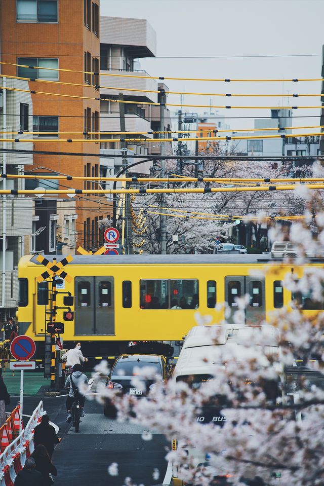 日本賞櫻期更新🌸別再做「櫻花難民」啦