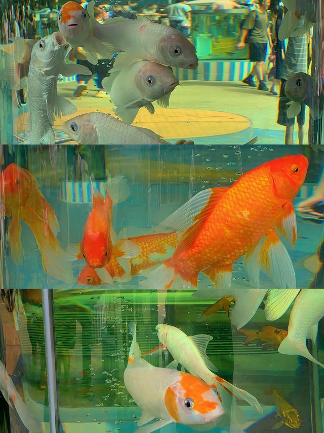 親子遊｜從深圳跑去廣州動物園，大怨種？