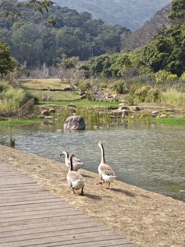 恩上濕地公園：期待與現實