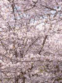 武漢堤角公園櫻花🌸高性價比賞櫻勝地