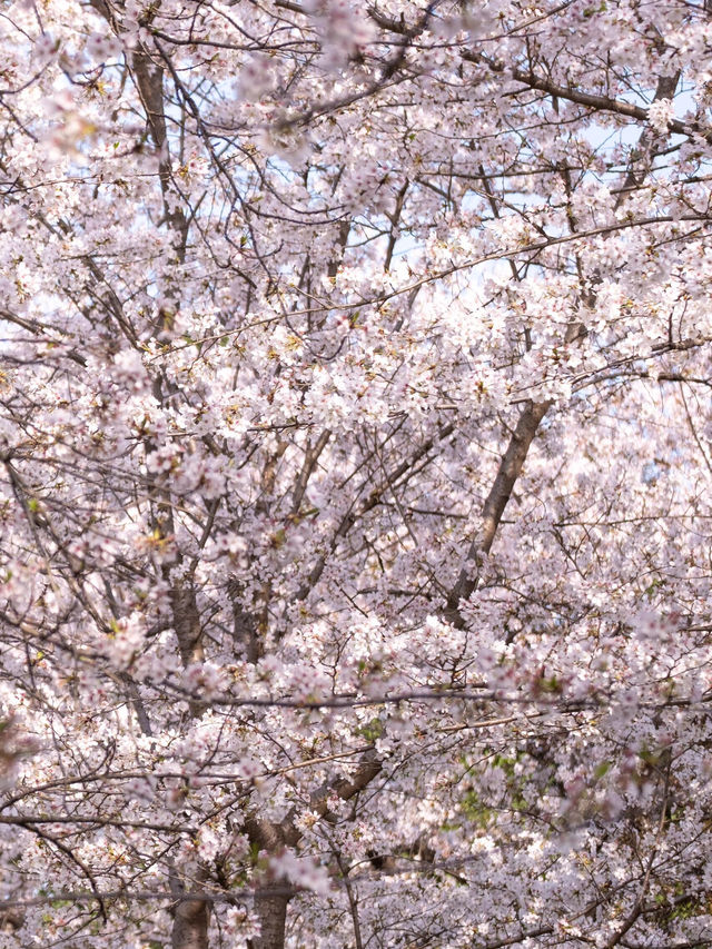 武漢堤角公園櫻花🌸高性價比賞櫻勝地