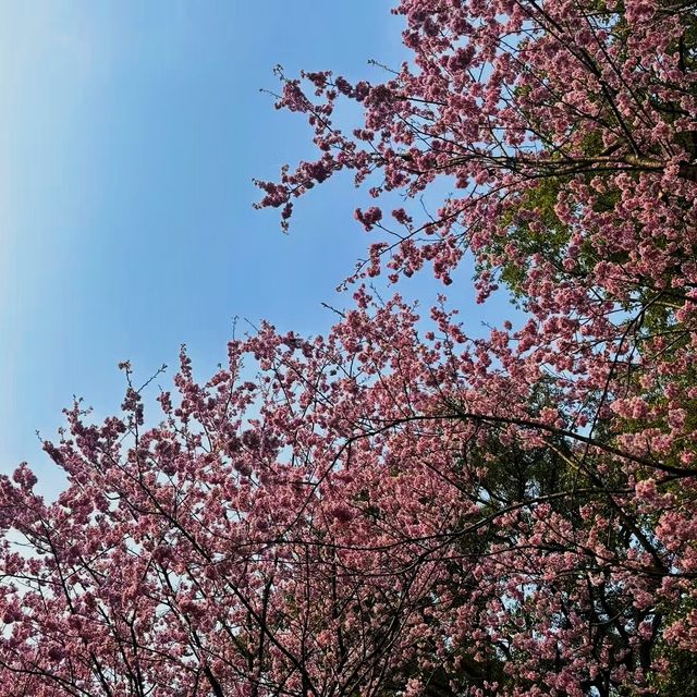 鴻恩寺森林公園｜春日賞花寶地