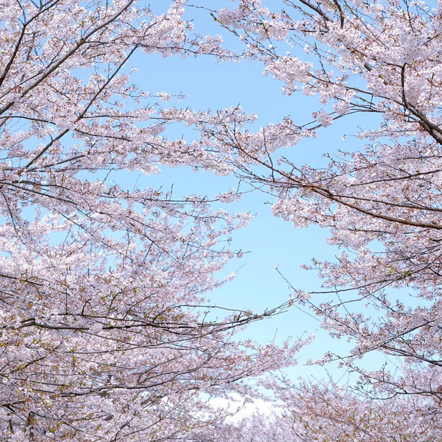 《國家地理》沒騙我！看到了國內最美櫻花🌸